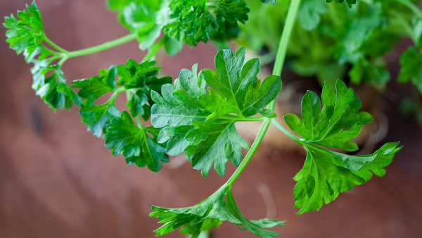 蒜苔怎样保存新鲜？